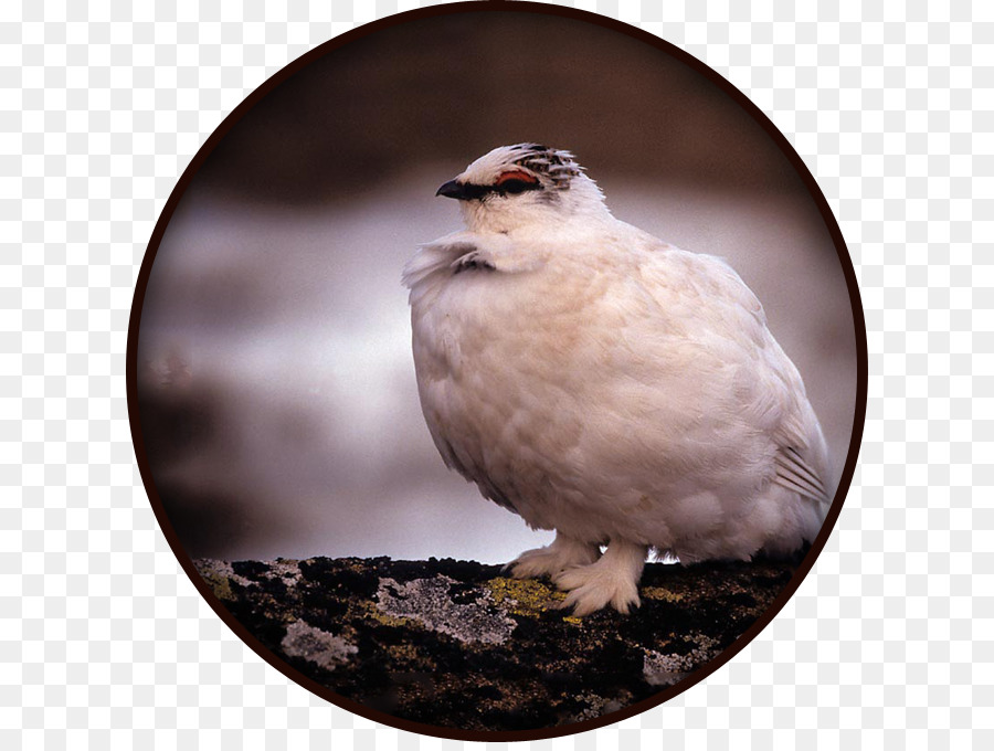Kuş，Rock Kartavuğu PNG