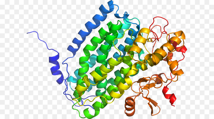 Protein Yapısı，Molekül PNG