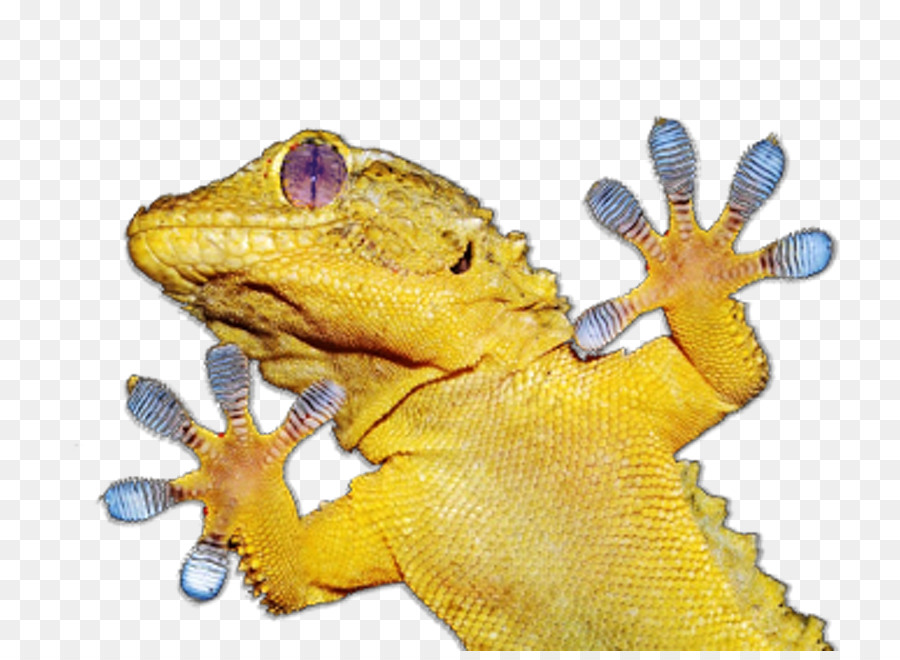 Geko，Kertenkele PNG