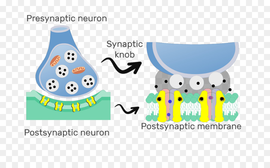 Sinaps，Postsinaptik Potansiyel PNG