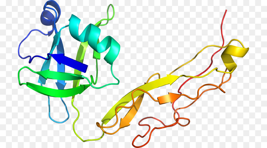 Protein Yapısı，Molekül PNG