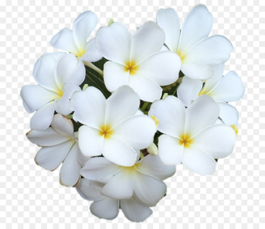 Çuhaçiçeği，çiçek PNG