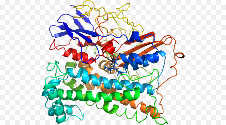 Protein Yapısı，Molekül PNG