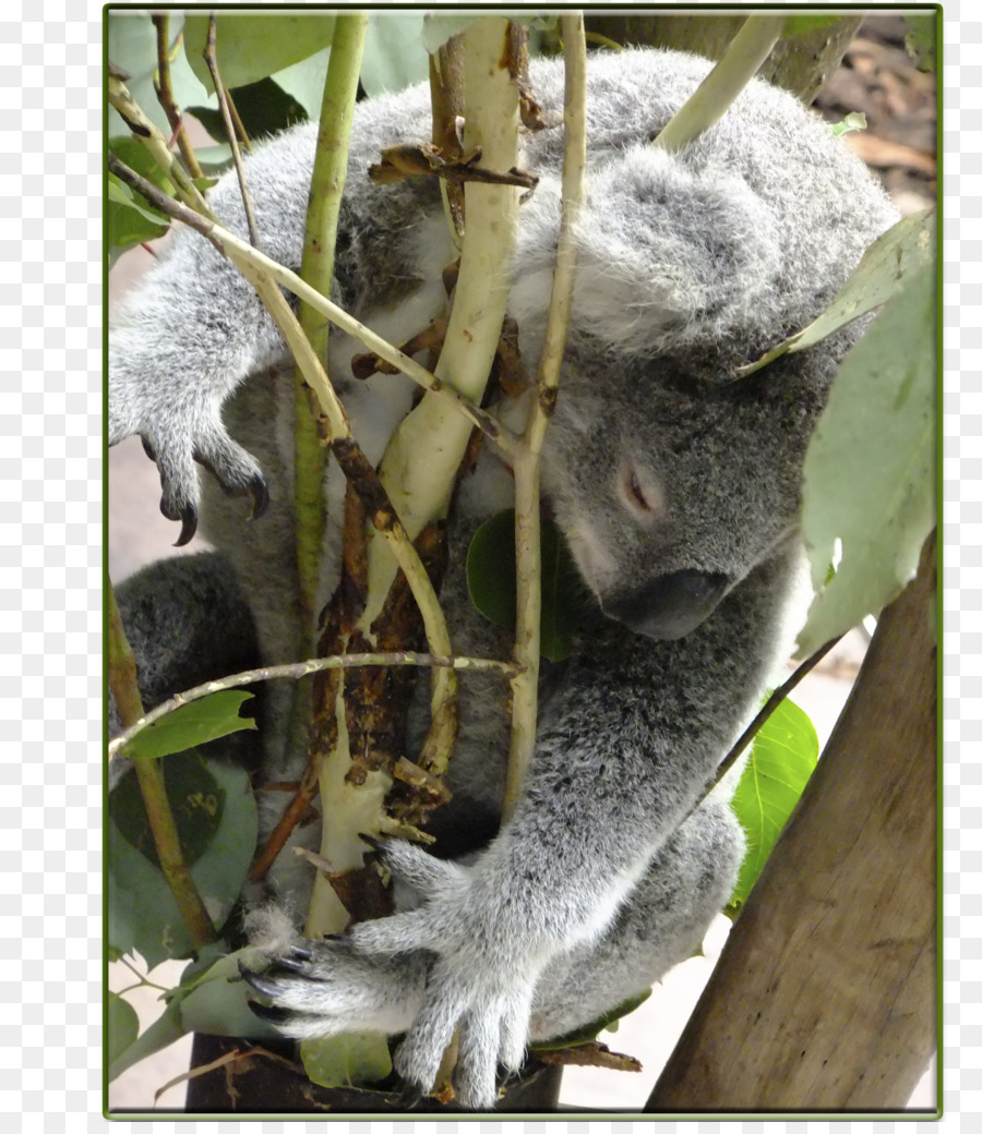 Koala，Yeni Dünya Maymunları PNG