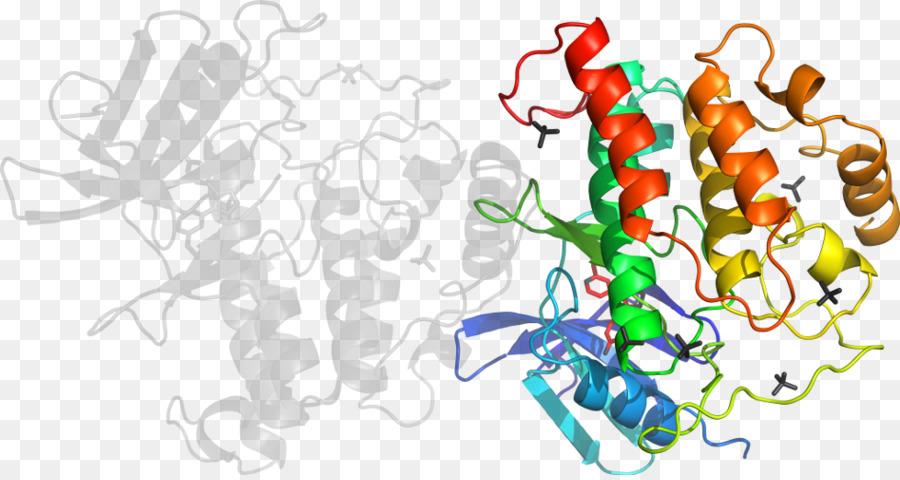 Protein Yapısı，Molekül PNG