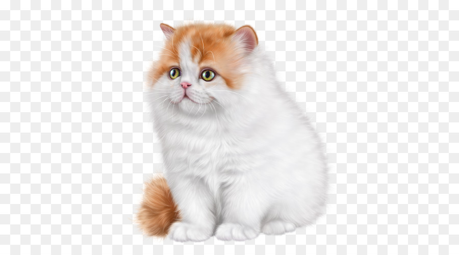 Turuncu Yavru Kedi，Kedi PNG