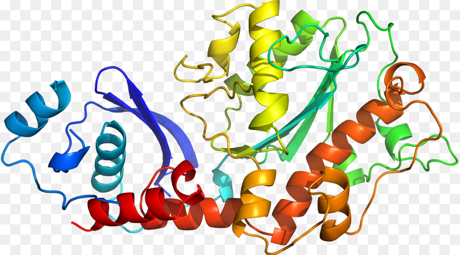 Protein Yapısı，Molekül PNG