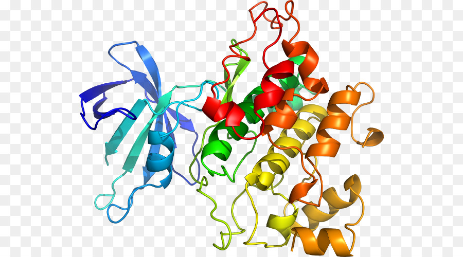 Protein Yapısı，Molekül PNG