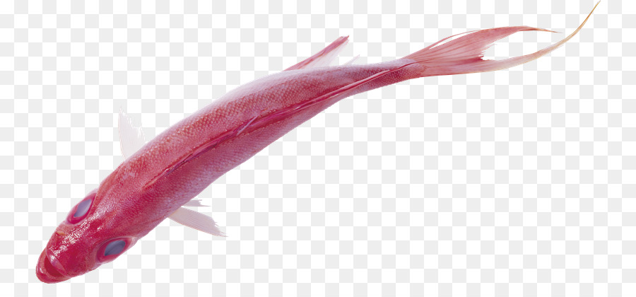 Balık，Yağlı Balıklar PNG