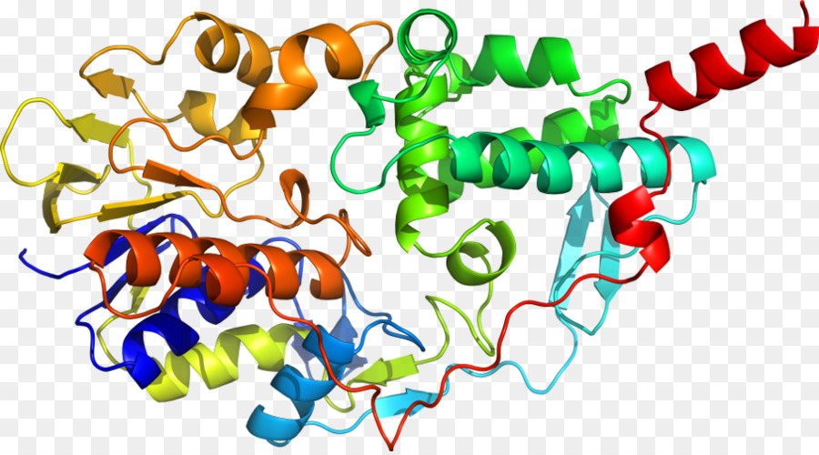 Protein Yapısı，Molekül PNG