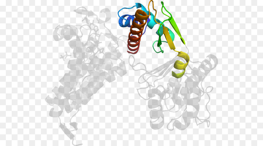 Protein Yapısı，Molekül PNG