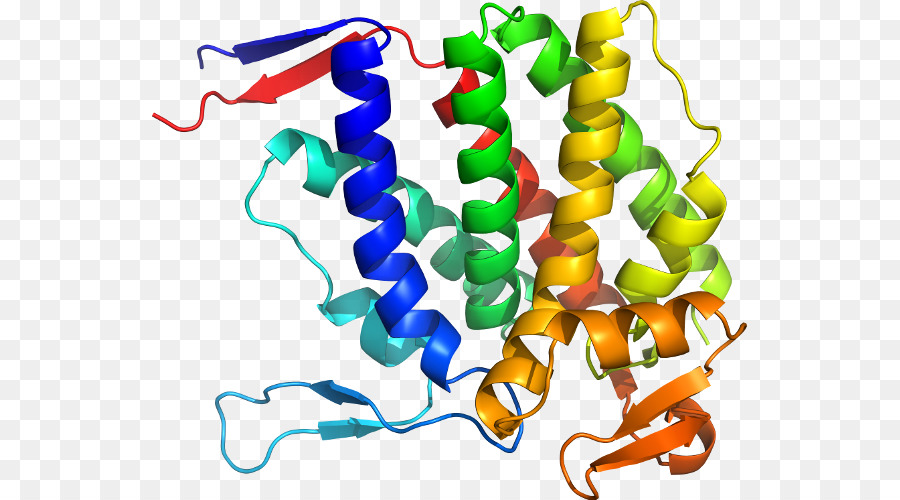 Protein Yapısı，Biyoloji PNG