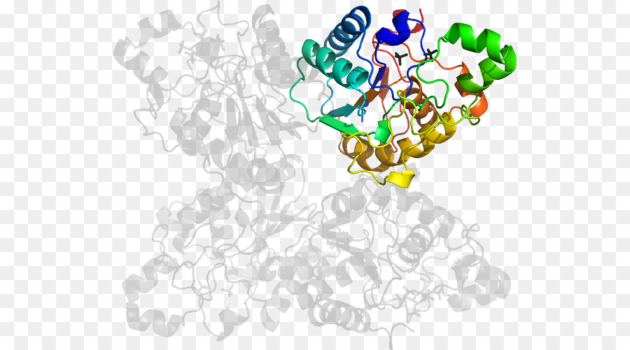 Protein Yapısı，Molekül PNG