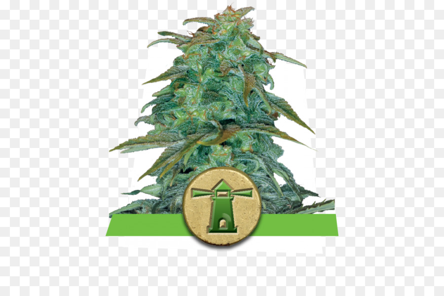 Sis，Esrar Autoflowering PNG