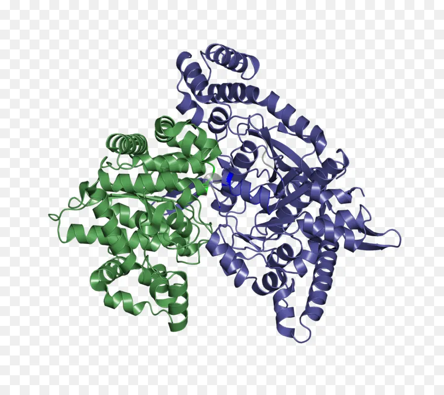 Protein Yapısı，Molekül PNG