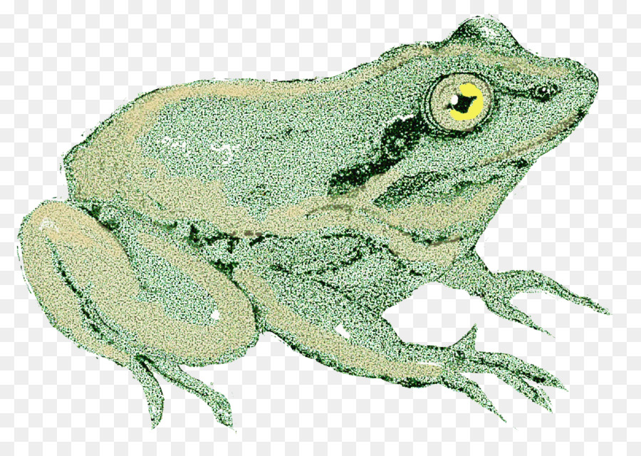 Amerikan Bullfrog，Gerçek Kurbağa PNG