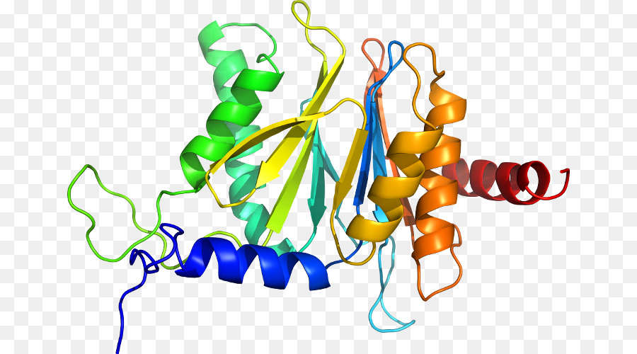 Protein Yapısı，Molekül PNG