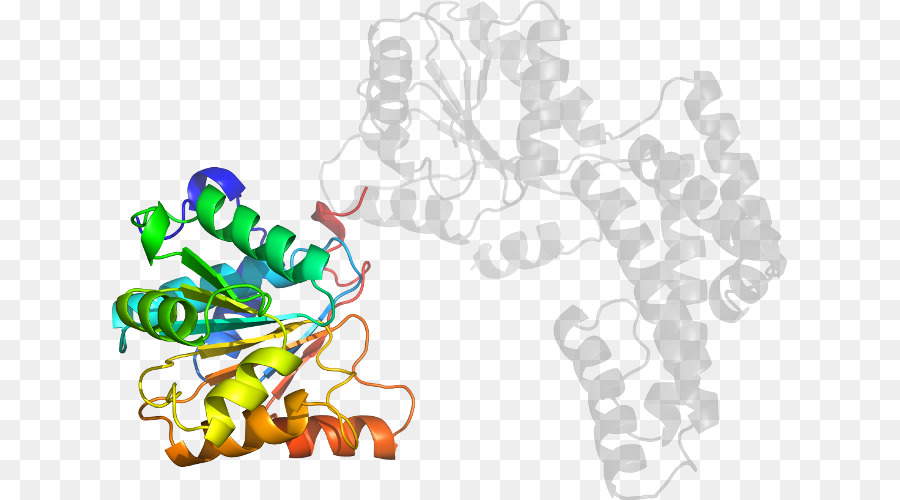 Protein Yapısı，Molekül PNG