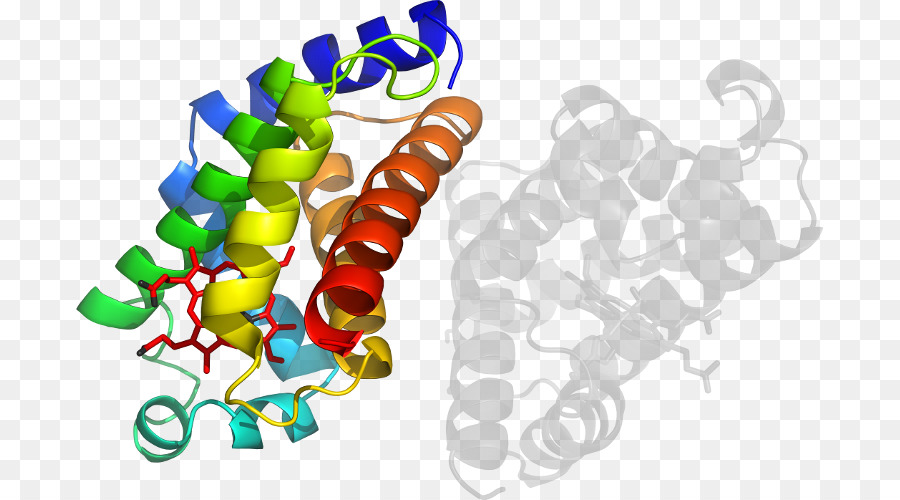 Protein Yapısı，Biyoloji PNG