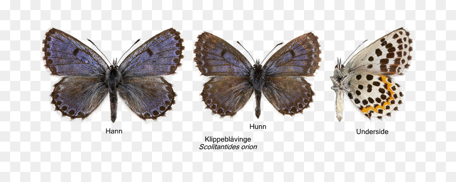 Kelebek，Damalı Mavi PNG