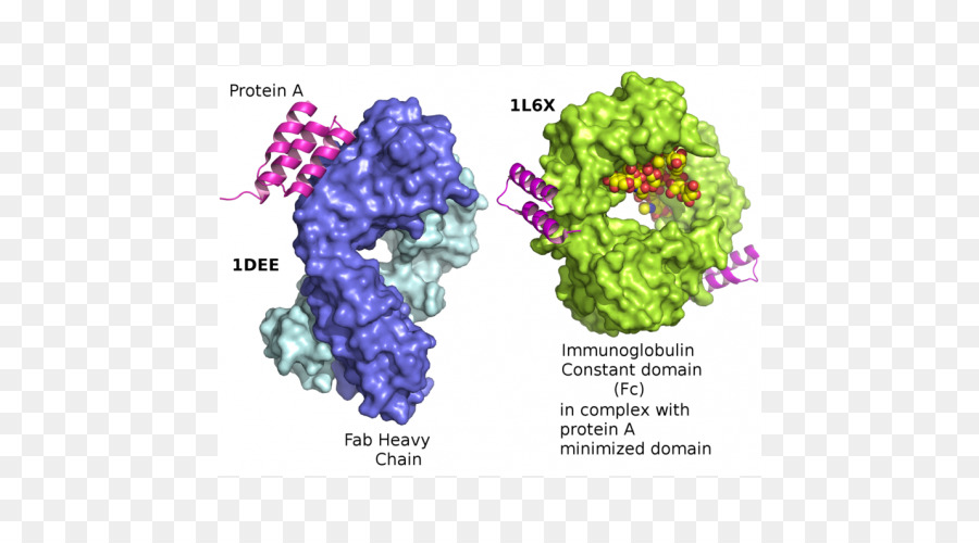 Protein，Mehmet Gedikli PNG