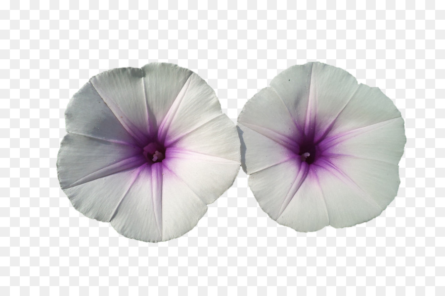 Hercai Menekşe，çançiçeği PNG