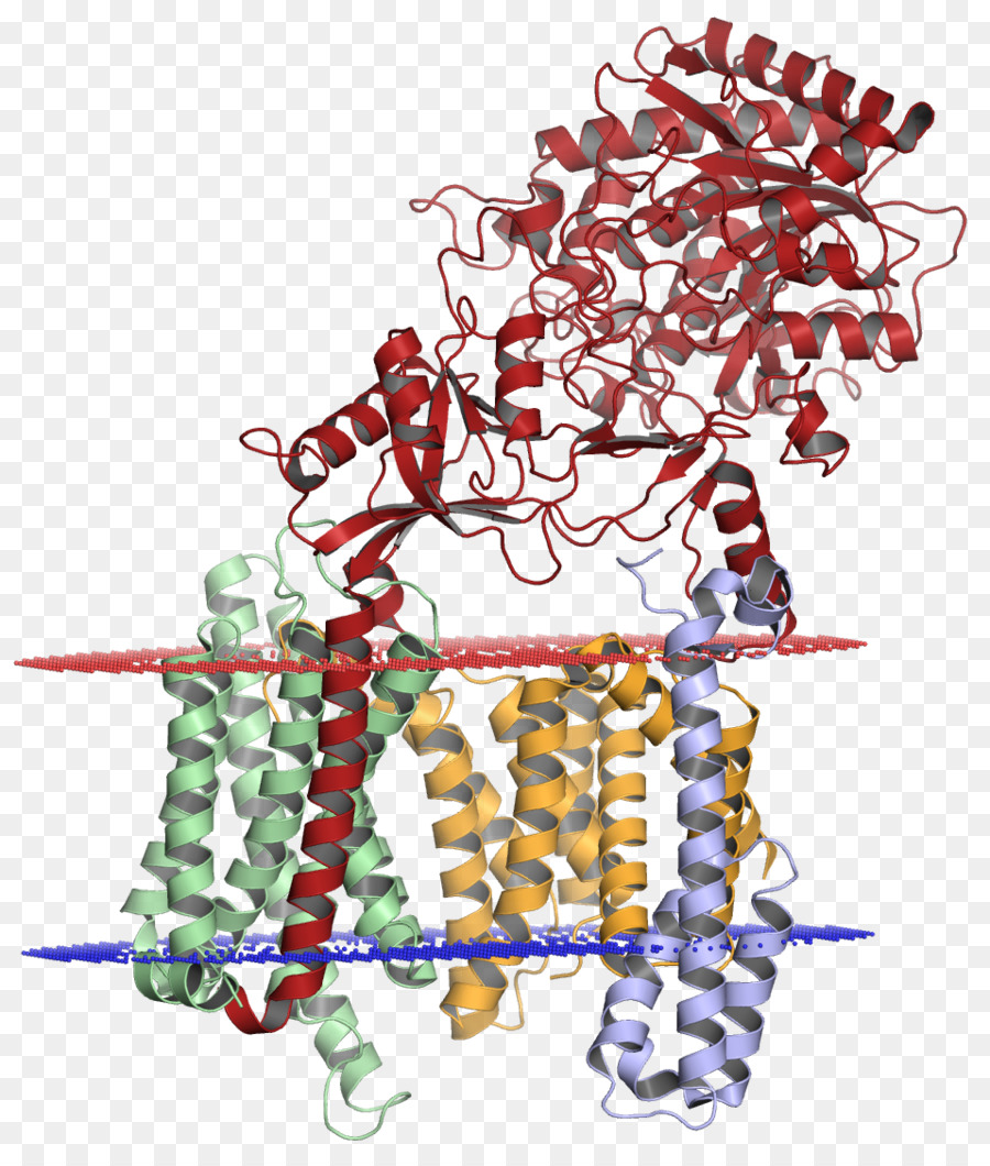 Gama Salaz，Amiloid Prekürsör Protein Secretase PNG