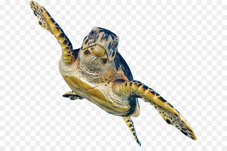 Gölet Kaplumbağaları，Stratego Marka PNG