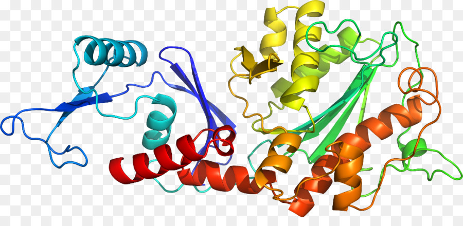 Protein Yapısı，Molekül PNG