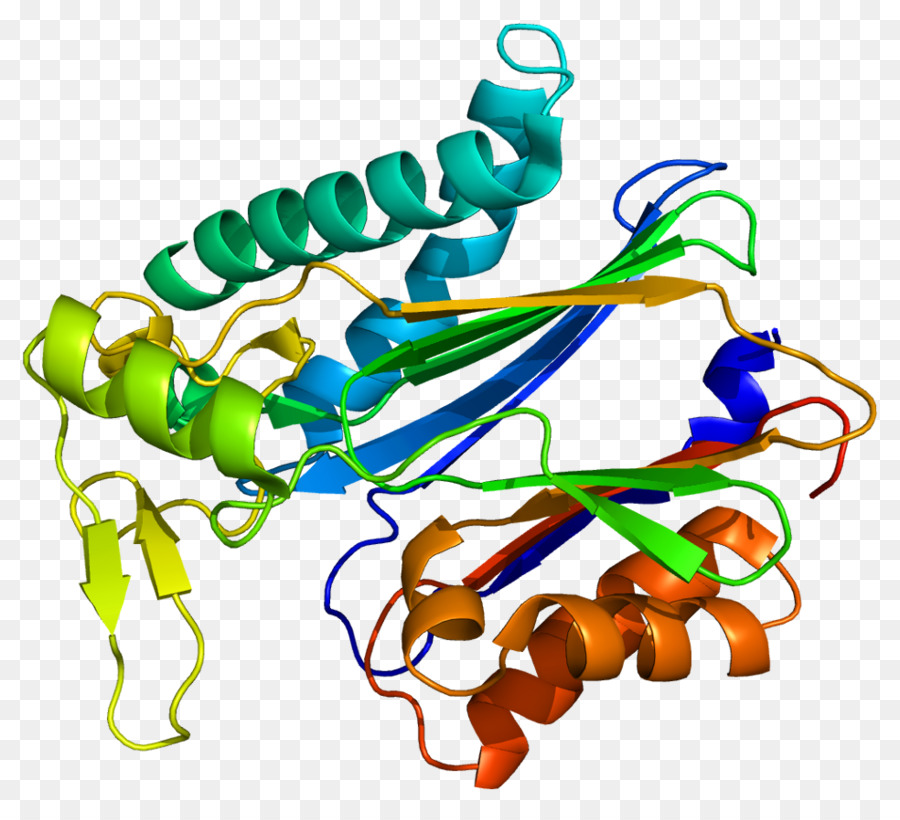 Protein Yapısı，Molekül PNG