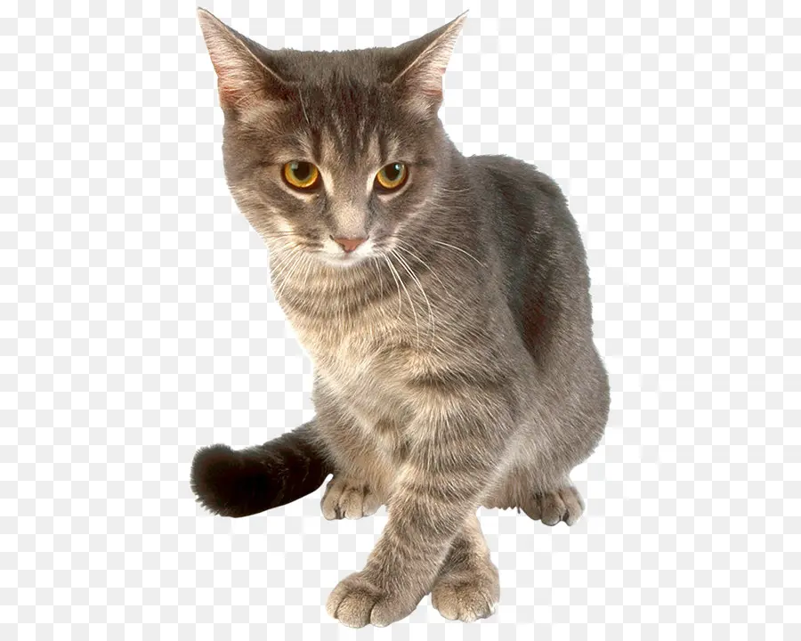 Gri Kedi，Kedi PNG