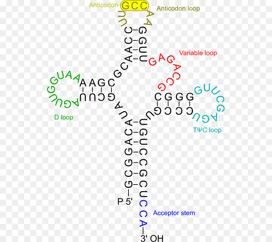 Trna Yapısı，Molekül PNG