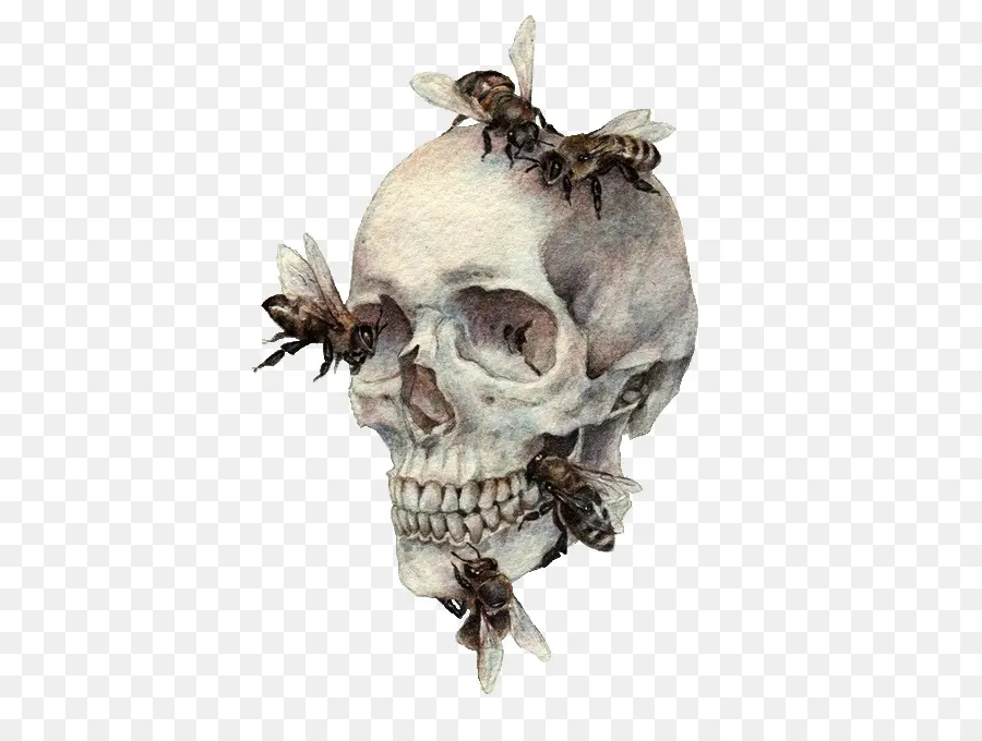 Kafatası，Insan Kafatası Sembolizm PNG