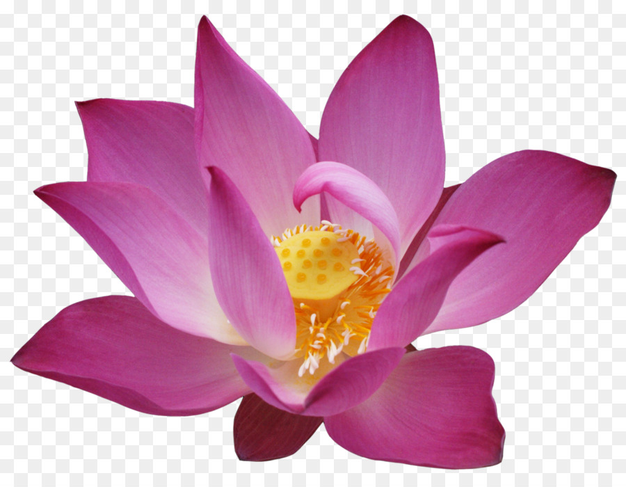 Pembe Lotus，Çiçek Açmak PNG