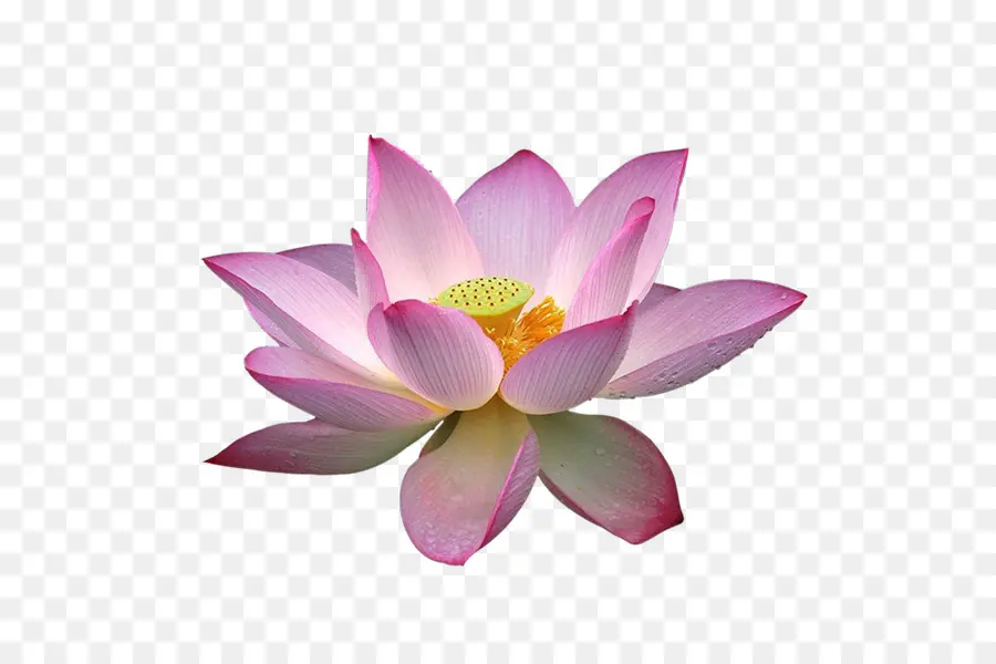 Pembe Lotus Çiçeği，Yeşil Yapraklar PNG