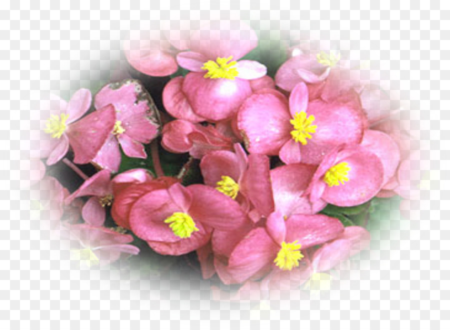 Yumrulu çiçekli，Begonia Elatior PNG