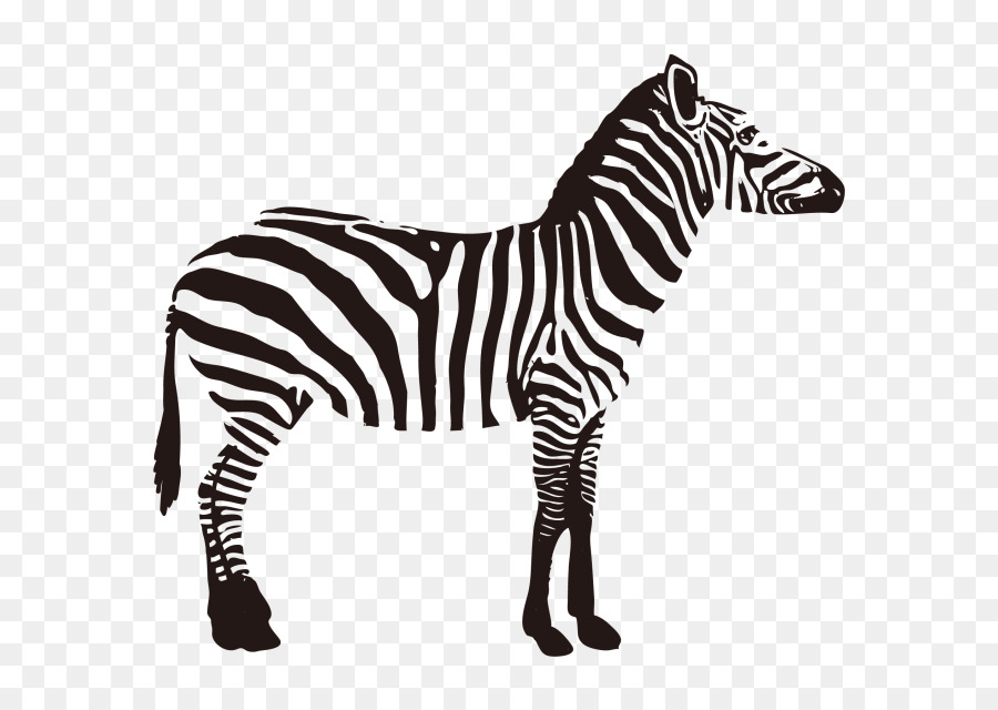 Zebra，Çizgili PNG