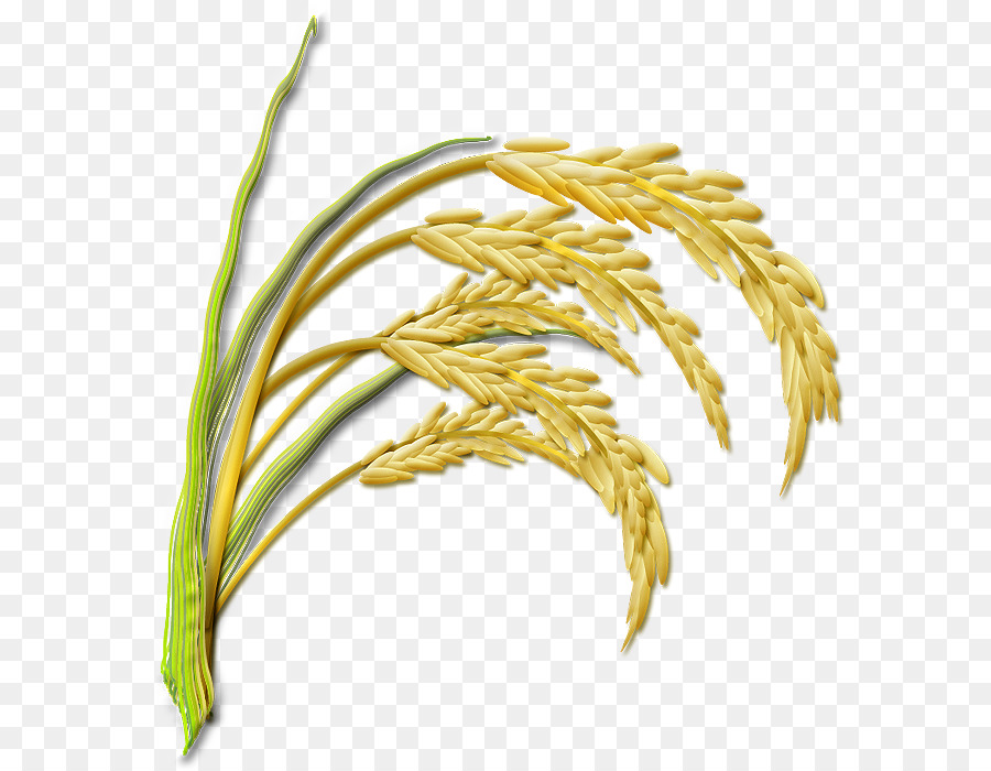 Mısır Gevreği，Pirinç PNG