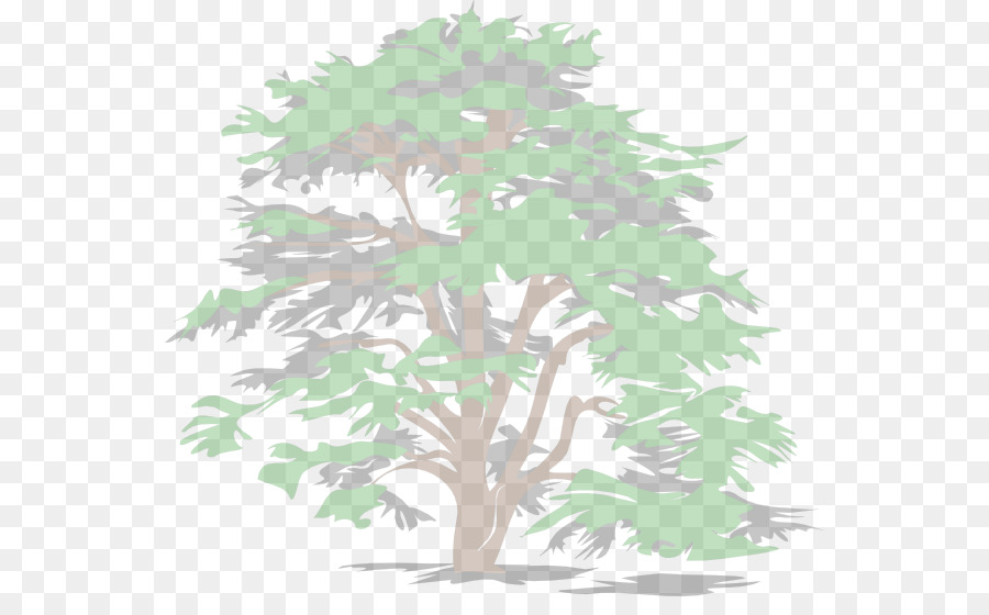 Ağaç，Dökmeyen PNG