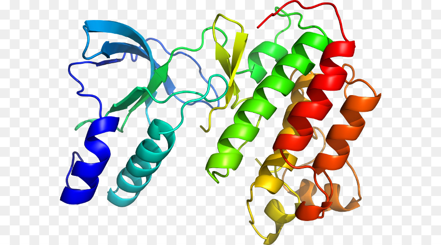 Protein Yapısı，Molekül PNG