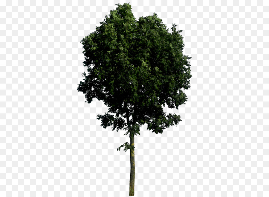 Görüntü çözünürlüğü，Ağaç PNG