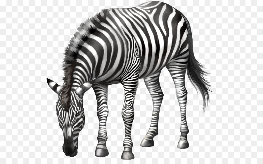 Zebra，Çizgili PNG