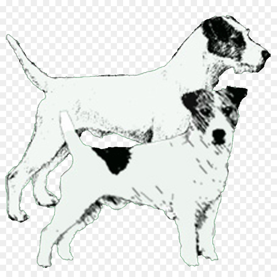 Köpek ırkı，Jack Russell PNG