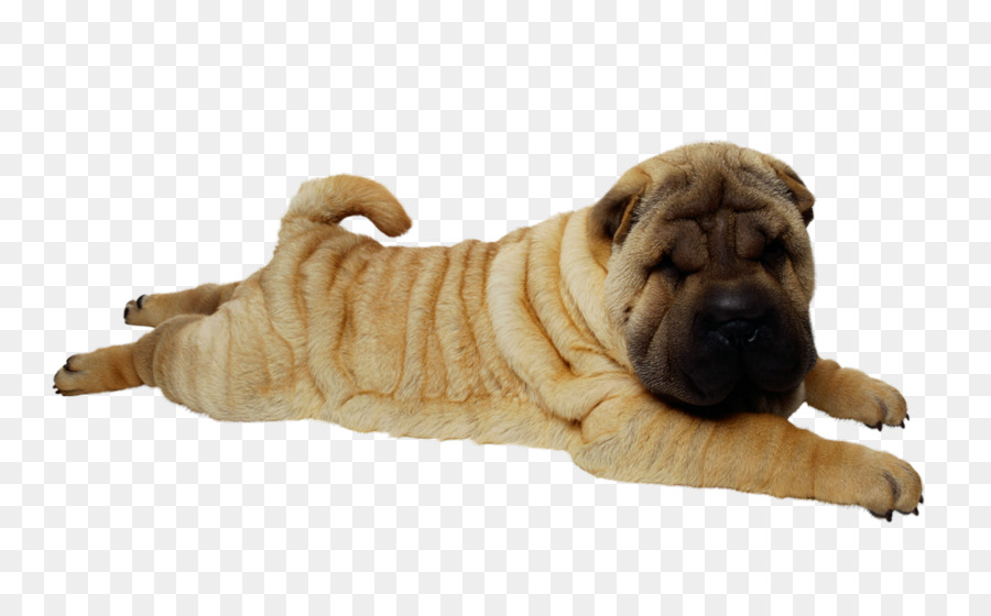 Shar Pei Köpeği，Evcil Hayvan PNG