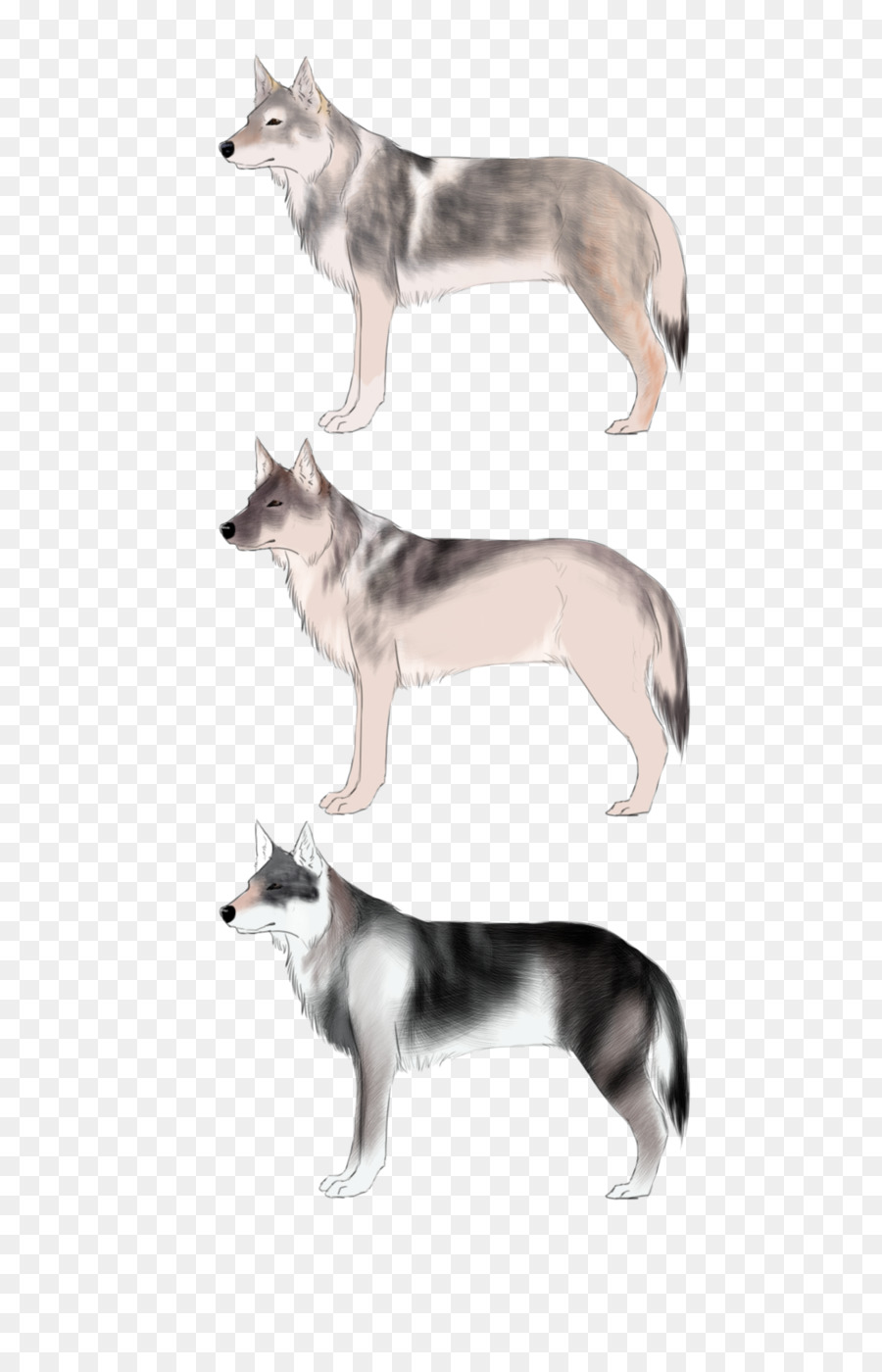 Saarloos Kurt Köpeği，Sibirya Husky PNG