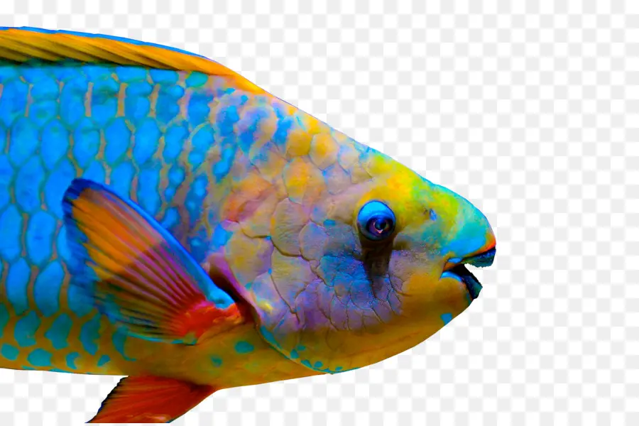 Balık，Kraliçe Papağan PNG