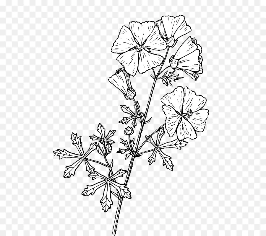 Dal，çiçek Tasarımı PNG