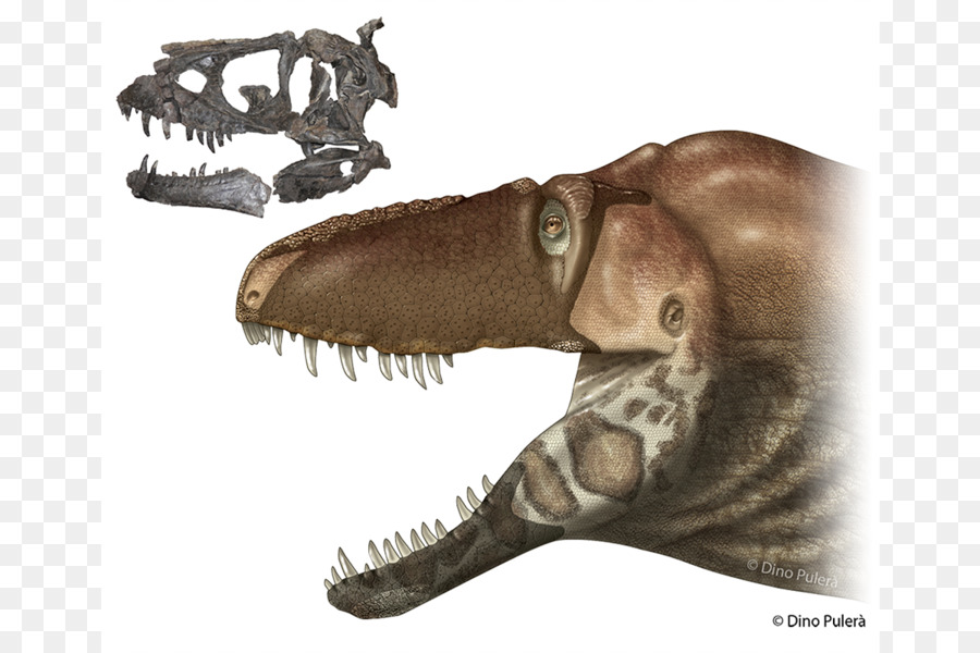 Tyrannosaurus，Dinozor Boyutu PNG