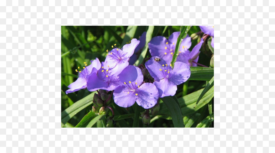 Süsen，Virginia Spiderwort PNG