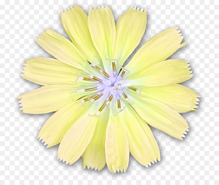 Yaprağı，Kesme çiçekler PNG